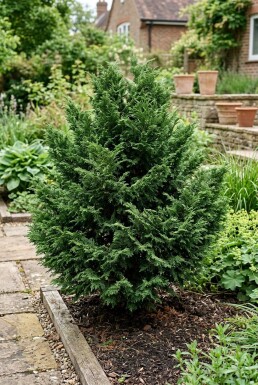 Chamaecyparis 'Meroki Twin' Arbuste