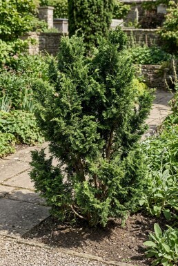 Chamaecyparis 'Meroki Twin' Arbuste
