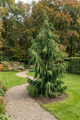 Chamaecyparis nootkatensis 'Pendula' Arbuste