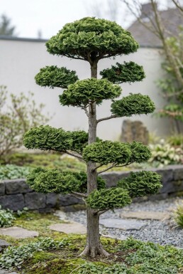Chamaecyparis obtusa 'Contorta' Bonsaï