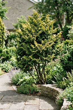 Chamaecyparis obtusa 'Fernspray Gold' Arbuste