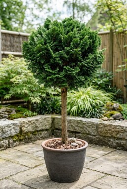 Chamaecyparis obtusa 'Nana Gracilis' sur tige