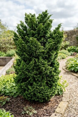 Chamaecyparis obtusa 'Teddy Bear' Arbuste