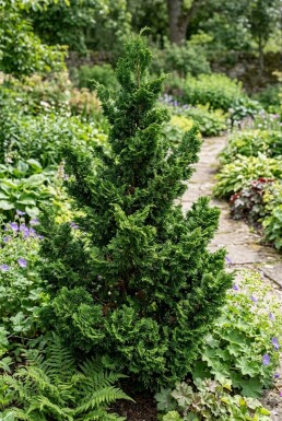 Chamaecyparis obtusa 'Teddy Bear' Arbuste