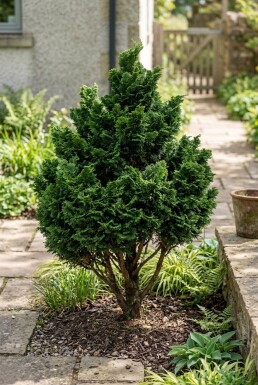 Chamaecyparis obtusa 'Gitte' Arbuste