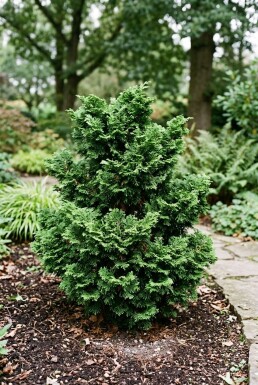 Chamaecyparis obtusa 'Gitte' Arbuste