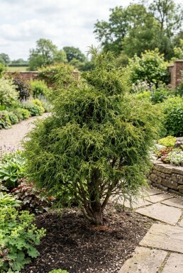 Chamaecyparis pisifera 'Filifera Nana' Arbuste