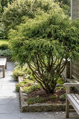 Chamaecyparis pisifera 'Filifera Nana' Arbuste