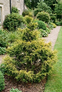 Chamaecyparis pisifera 'Sungold' Arbuste