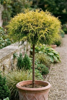 Chamaecyparis pisifera 'Sungold' Sur tige