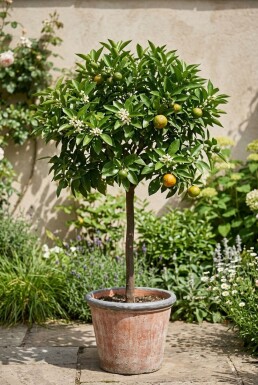 Citrus nobilis sur tige