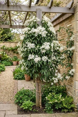 Clematis armandii 'Snowdrift' Tige