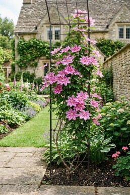 Clematis 'Bagatelle' tuteurée