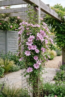 Clematis 'Comtesse de Bouchaud' Stok