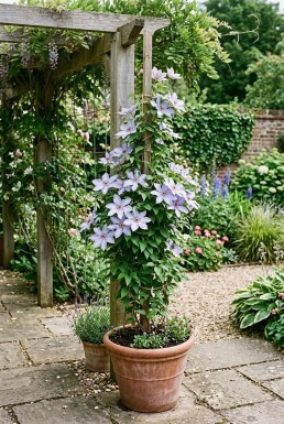 Clematis 'Dorothy Walton' sur tuteur