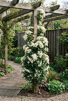 Clematis 'Early Sensation' Tuteur