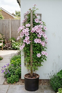 Clematis 'Hagley Hybrid' Tuteuré
