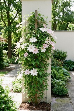 Clematis 'Jan Pawel II' Tuteuré