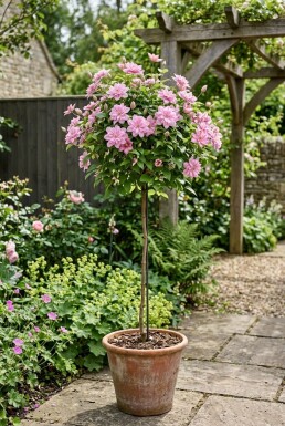 Clematis 'Joe' Tuteur