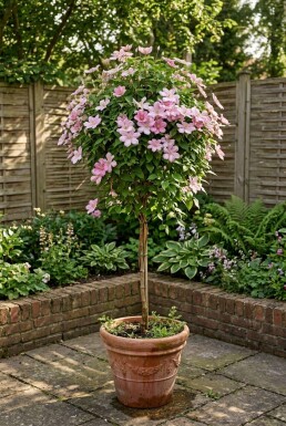 Clematis 'Joe' Tuteur