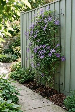 Clematis 'Joe' Tuteur