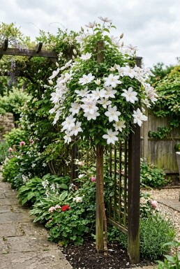 Clematis 'Kathleen Dunford' Tuteur