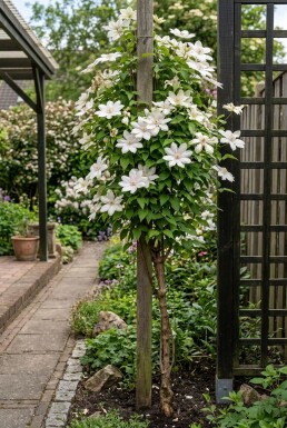 Clematis 'Kathleen Dunford' Tuteur