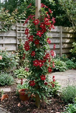 Clematis 'Madame Julia Correvon' Tuteur