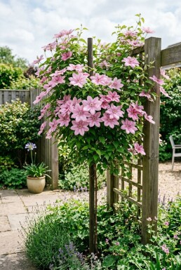 Clematis 'Margaret Hunt' Tuteur
