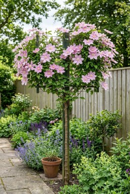 Clematis 'Margaret Hunt' Tuteur