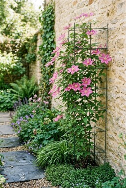 Clematis 'Margaret Hunt' Tuteur
