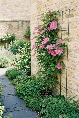 Clematis 'Margaret Hunt' Tuteur