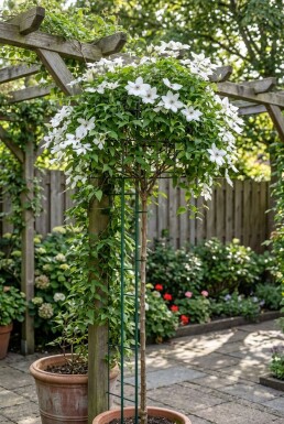 Clematis 'Miss Bateman' Tuteur