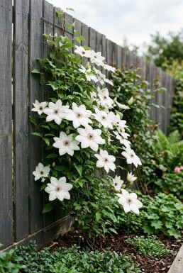 Clematis 'Miss Bateman' Tuteur