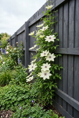 Clematis 'Miss Bateman' Tuteur