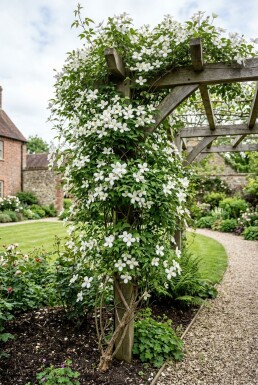 Clematis montana alba Stok