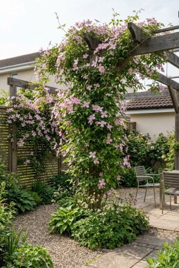 Clematis montana 'Freda' Tuteur