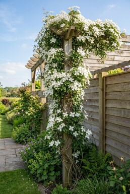 Clematis montana grandiflora Stok