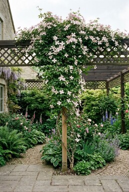 Clematis montana 'Marjorie' Tuteur