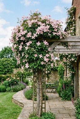 Clematis montana 'Pink Perfection' Tuteur