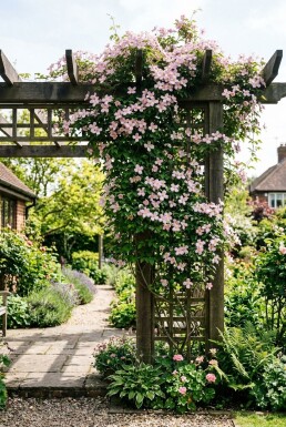Clematis montana 'Pink Perfection' Tuteur