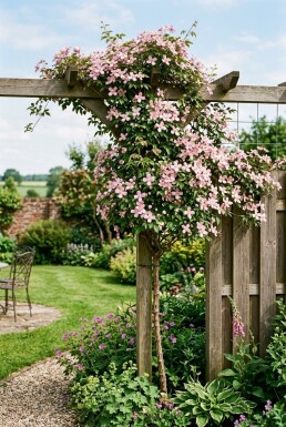 Clematis montana rubens gestokt Tuteur