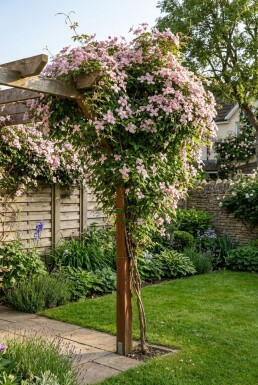 Clematis montana rubens gestokt Tuteur