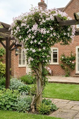Clematis montana 'Superba' Stok