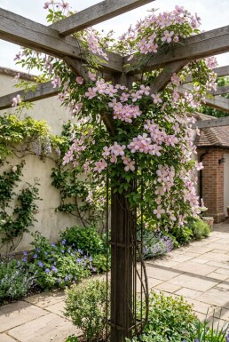 Clematis montana 'Tetrarose' Tige