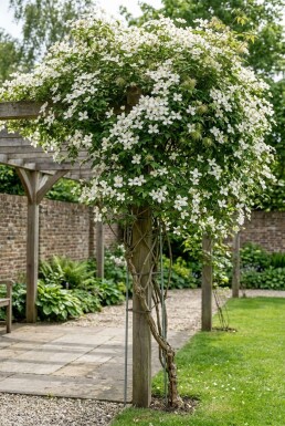 Clematis montana wilsonii Stok