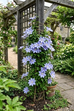 Clematis 'Mrs Cholmondeley' Tuteur