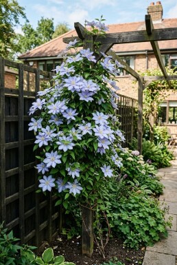 Clematis 'Mrs Cholmondeley' Tuteur