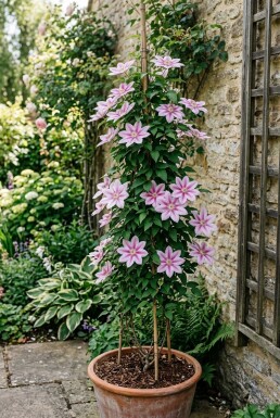 Clematis 'Nelly Moser' Tuteur