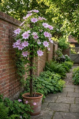 Clematis 'Nelly Moser' Tuteur